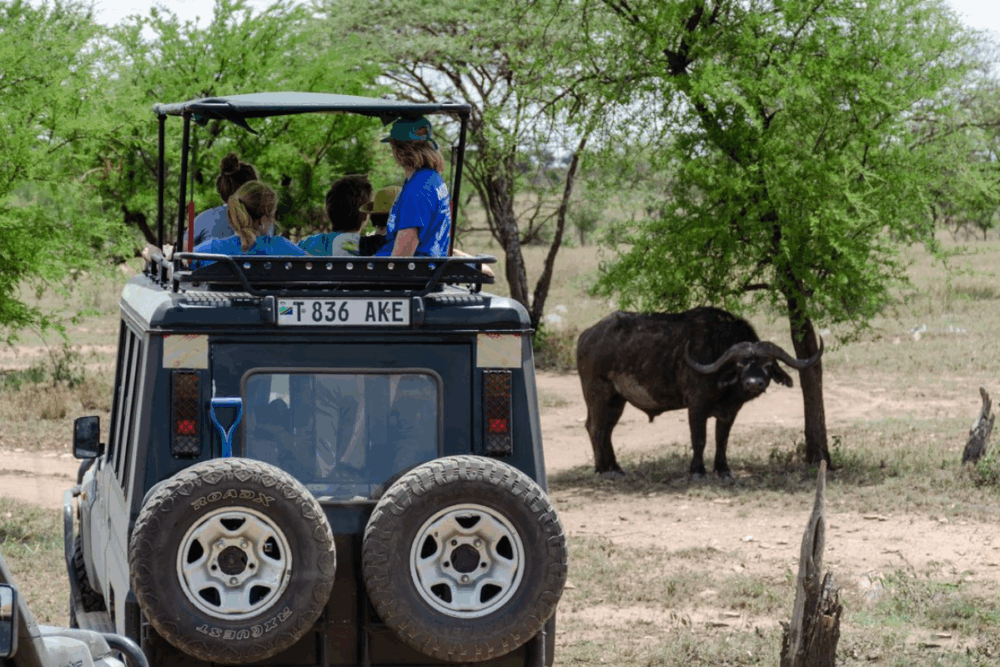 Students in a safari vehicle viewing wildlife during a field study trip in Tanzania