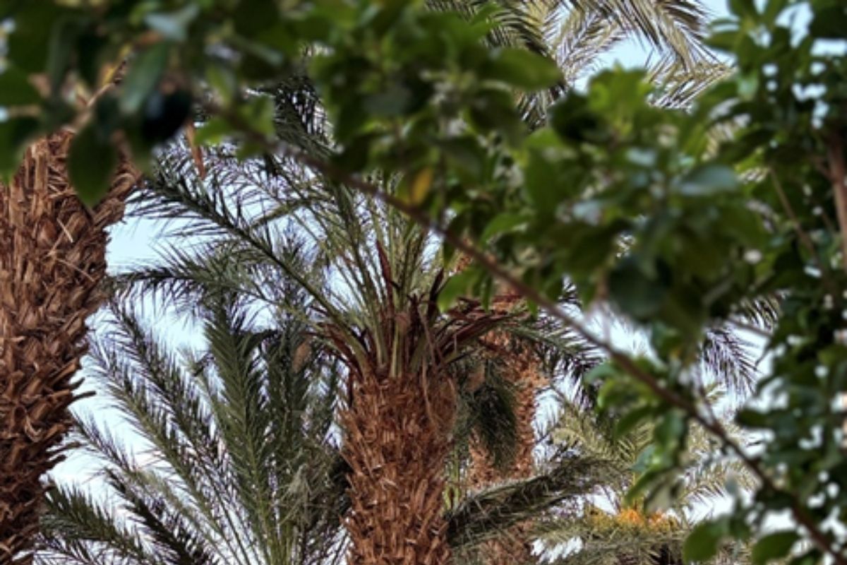 Future of education in Africa